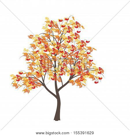 Mountain ash with yellow leaves and red berries