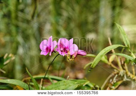 Dendrobium enobi purple orchids flower in the garden.
