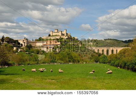 Panoramic view of Spoleto landscape with sheeps