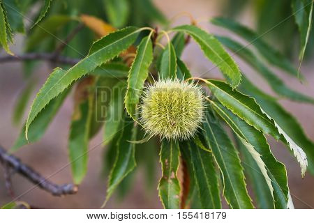 Chestnut burr. Chestnut (Castanea sativa) fruit in a branch.