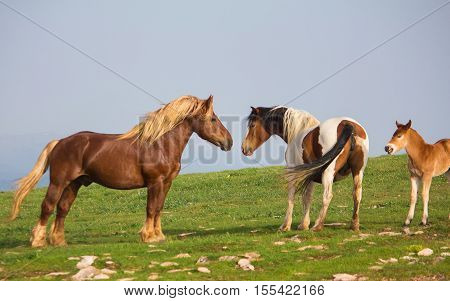 A pair of horses kissing with their heads leaning on one another