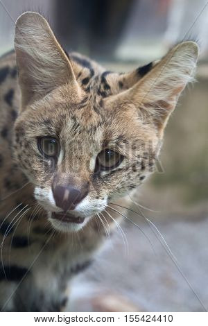 Serval (Leptailurus serval), also known as the tierboskat. Wildlife animal. 