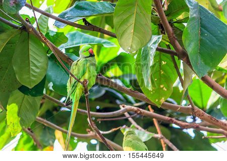wonderful parrot sitting lovely in tree branch