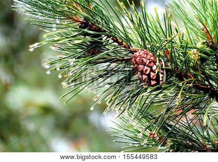 Big shots and nuts in Siberia grow on conifers