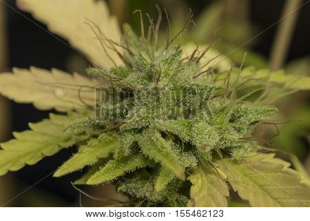 S.A.G.E. variety of marijuana green flowers bloom
