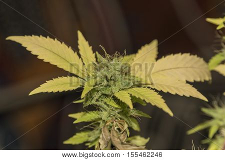 S.A.G.E. variety of marijuana green flowers bloom