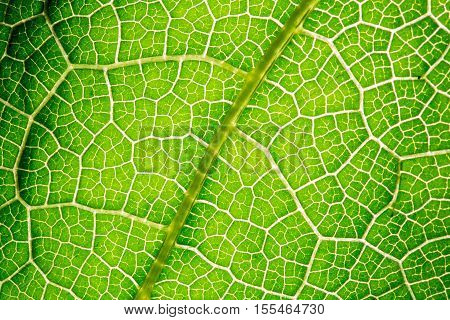 Fresh Leaf Texture Or Leaf Background For Design With Copy Space For Text Or Image. Abstract Green L