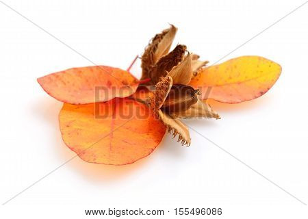 Beech Nuts With Autumn Leaves On A White Background