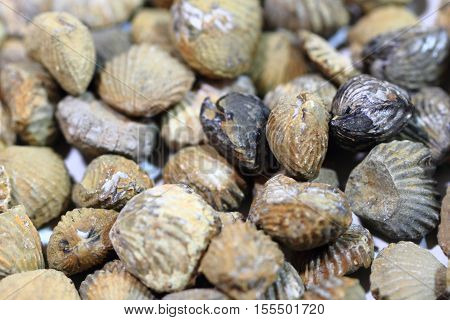 Shell Fosils Texture