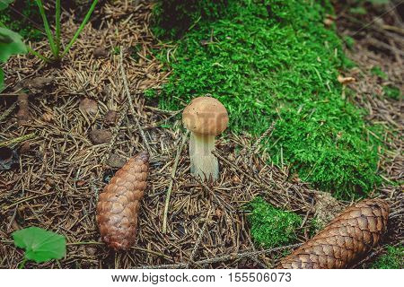 Brown mushroom near the green moss in the forest