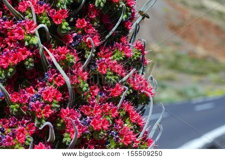 Close up of beautiful flower Tajinaste (Echium wildpretii) in Teide Tenerife Spain. Copy space.
