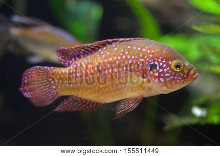 African jewelfish (Hemichromis bimaculatus), also known as jewel cichlid or jewelfish. Wildlife animal. 