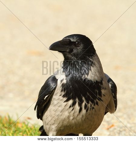 portrait of hooded crow ( Corvus cornix )