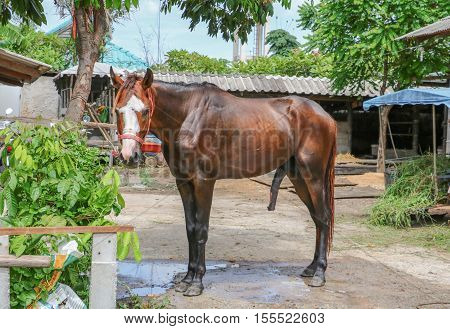 horse with big in a local  farm the South