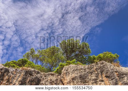 Nature landscape of Gargano National Park: coast of Tremiti Islands' archipelag,Italy (Apulia). Pinus halepensis, commonly known as the Aleppo pine, is a pine native to the Mediterranean region.