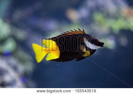 Bicolored foxface (Siganus uspi). Marine fish.
