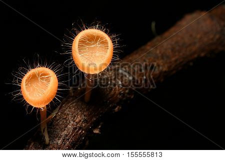 Mushroom in deep forest Cookeina tricholoma on wood