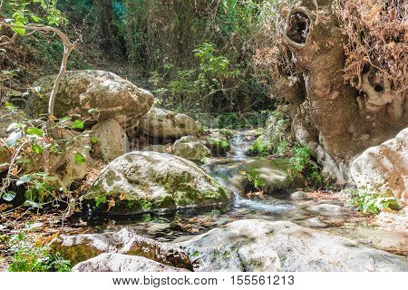Forest Stream Amud In Israel
