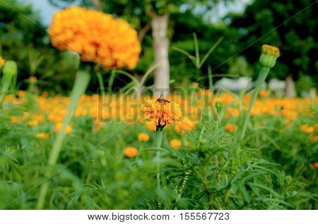 Marigold Flower Beautiful Background