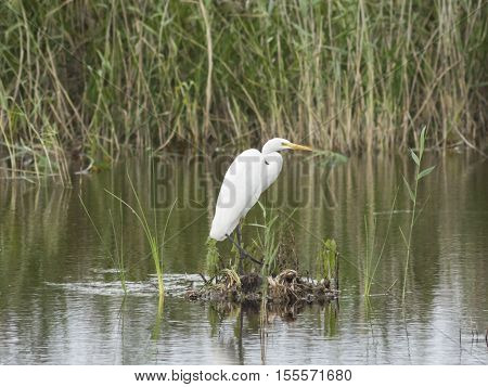 Great white heron or Great egret Ardea alba close-up portrait on small island at lake with bokeh background selective focus shallow DOF