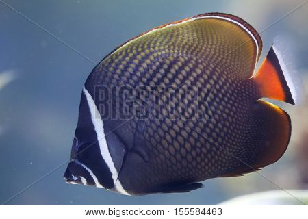 Red-tailed butterflyfish (Chaetodon collare), also known as the Pakistani butterflyfish. 