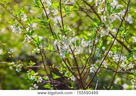 Branch of cherry flowers in spring on a sunny day