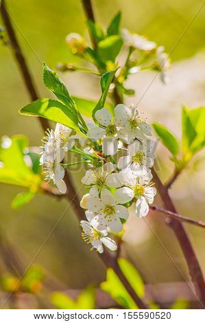 Branch of cherry flowers in spring on a sunny day