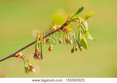 Cherry branch with flower buds in springtime