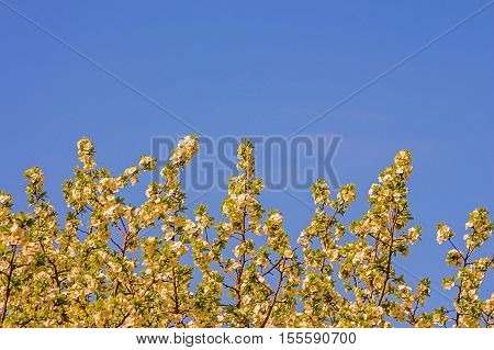 Branch with cherry flowers on sky background