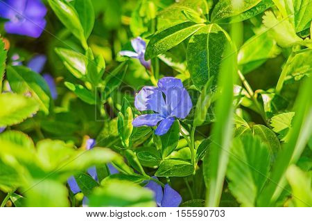 Blue flowers in the grass in the garden in the spring