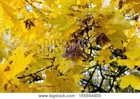 Sad to go! Eyes charm! Pleasant to me your farewell beauty - I Love the lavish withering of nature In crimson and gold-clad forests...