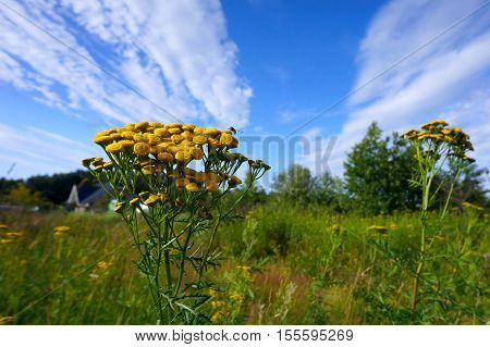 the beautiful sky with striped clouds feathery white clouds height