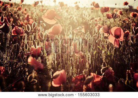 wild poppy field - Armistice day background