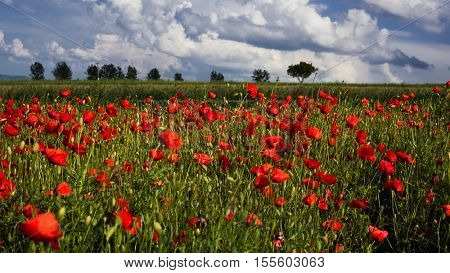 wild poppy field - Armistice day background