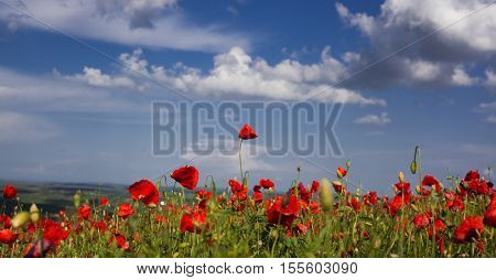 wild poppy field - Armistice day background