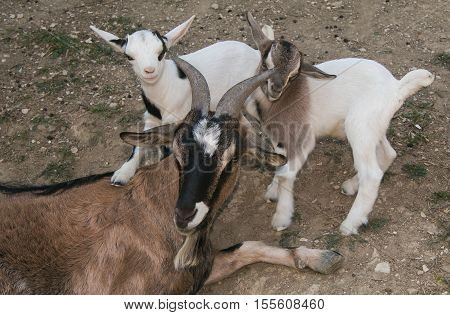 Family of happy nigerian dwarf goats in the farm