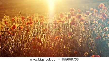 Poppies in the field - Remembrance Sunday background
