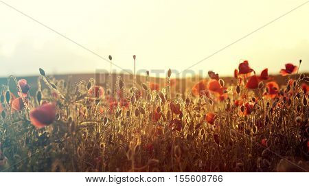 Poppies in the field - Remembrance Sunday background