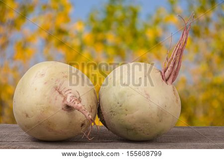 Two watermelon radish on a wooden table with blurred garden background.