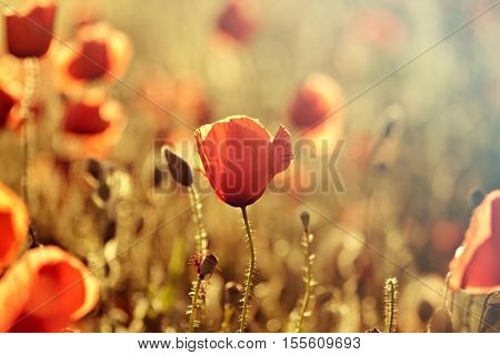 Poppies in the field - Remembrance Sunday background