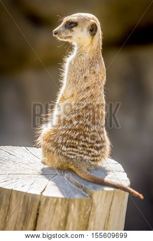 Watchful meerkats standing guard (Surikate)  Zoo
