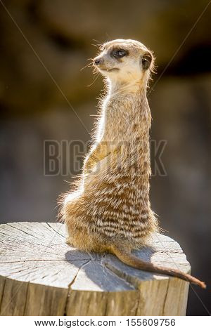 Watchful meerkats standing guard (Surikate)  Zoo