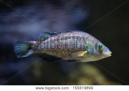 Corkwing wrasse (Symphodus melops). Marine fish.