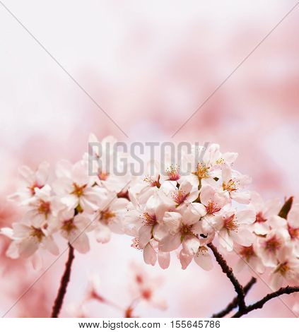 Cherry blossoms, blooming upward. Soft and tender pastel pink background. Intentionally shot with shallow depth of field.