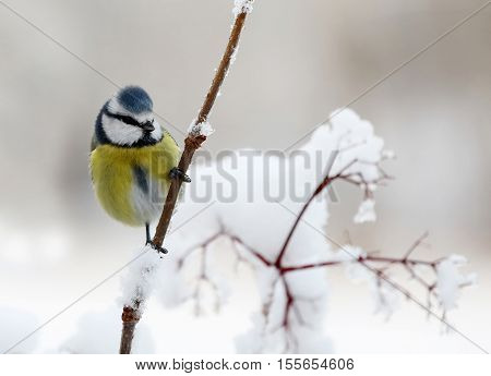 Cute blue tit bird sitting on a branch covered with snow