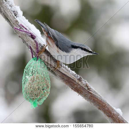 Cute nuthatch bird sitting on a branch covered with snow