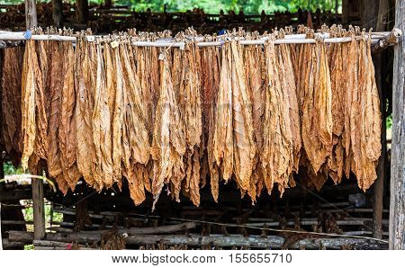 Classical way of drying tobacco in barn