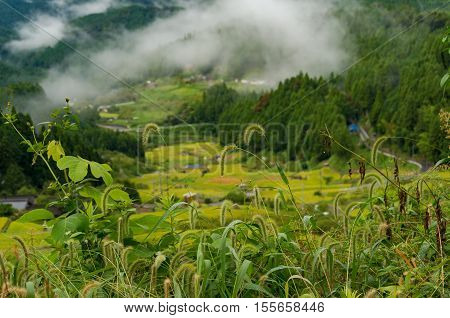 Close Up Of Wild Grass With Rice Field Terraces On The Background