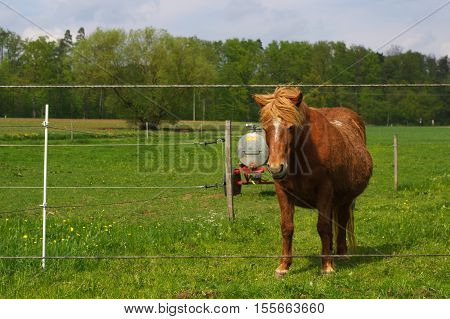 a brown iceland horse standing on the pasture and green medow