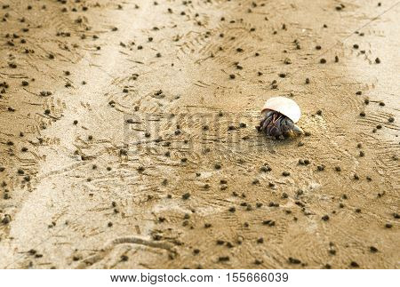 Hermit Crab And Detritus Balls On Beach